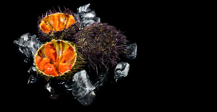 Sea Urchin with caviar close-up, isolated on black background. Fresh sea urchins border design, delicatessen food. Traditional Mediterranean food. Roe. Sea food
