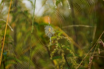 Spiders net