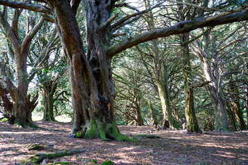 Looking in to yew tree woodland