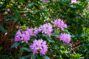 Rhododendrons growing in the wild