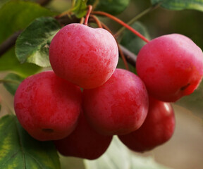 Rural garden. Ripe red apples on a tree close-up.