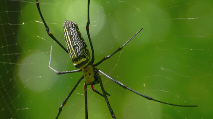 Spider on a web. Exotic spider. Nature.