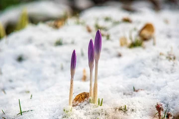 Fotobehang Krokus spring crocus in snow  © MiR