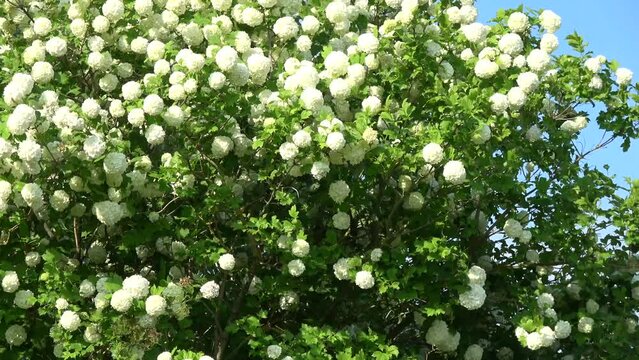 Viburnum guilder rose bush blossoming  in wind