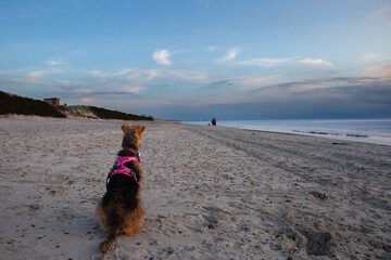 terrier at the beach