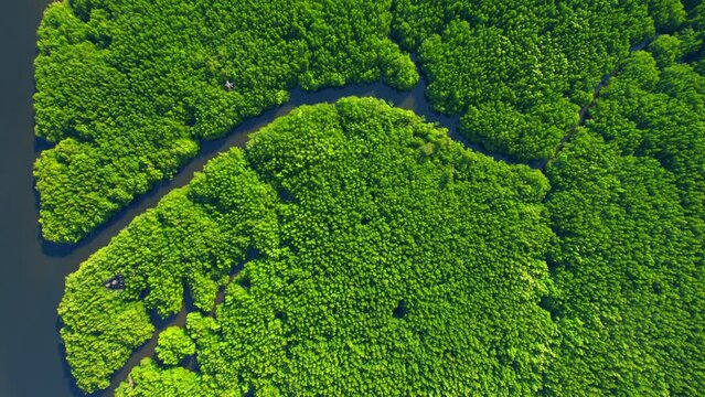 Mangrove forests with rivers are vital ecosystems. Drones can help monitor these forests which produce oxygen, sequester CO2, and support biodiversity. Thailand. nature and ecosystem concept. Drone
