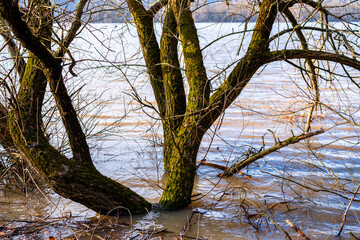 flood on the Danube river in spring.