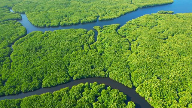 The green mangrove forest lining a winding river is a verdant wonder, offering shelter and sustenance to numerous species and serving as a vital natural defense against erosion and flooding. 4K

