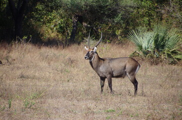 Waterbuck in the Katavi park in Tanzania, East Africa
