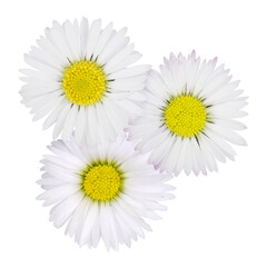 composition with daisies in spring