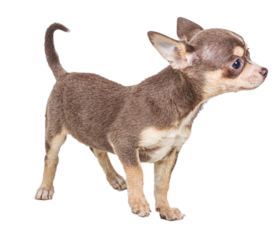 Chocolate and white Chihuahua puppy, 8 weeks old, standing in front of white background