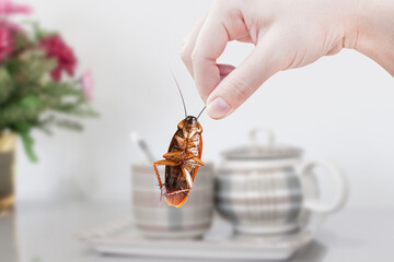 cockroach with inside the building background, eliminate cockroach in building, house, Cockroaches as carriers of disease eliminated idea get rid of insects and put insect protection systems