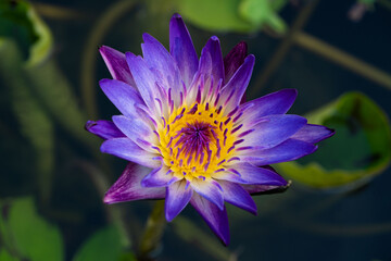 Beautiful water lily (nymphaea). White-violet flower on blur background. Close up, soft and selective focus on stamen. 