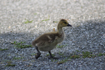 baby country goose branta canadensis
