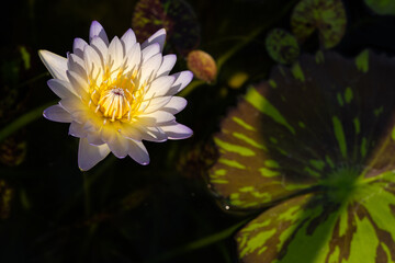 Beautiful water lily (nymphaea) with copy space. White-purple-yellow flower on blur background. Close up, soft and selective focus on stamen. 