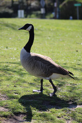 country goose standing in the park