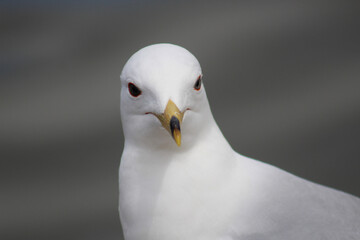 close up of a seagull