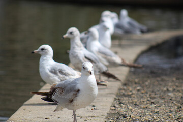 seagulls on the street