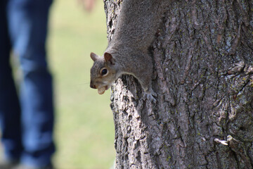 squirrel perched on tree with nut in mouth