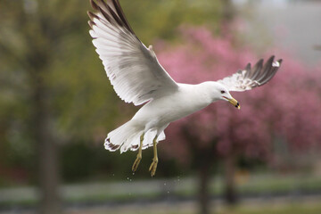 seagull in flight