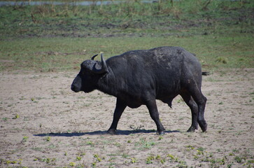African buffalo in the Katavi park in Tanzania, East Africa