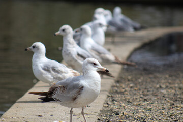 seagull on the beach