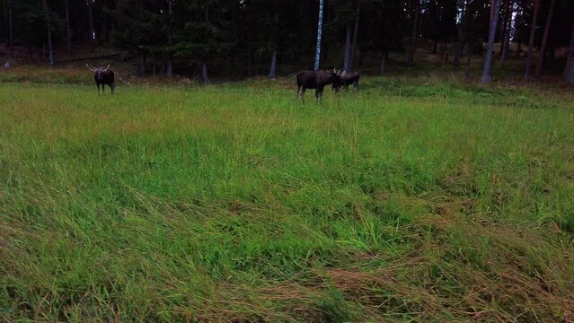 Three european bull moose with antlers stand at the edge of the forest on the green meadows. Alces alces alces wildlife in its habitat environment in scandinavia