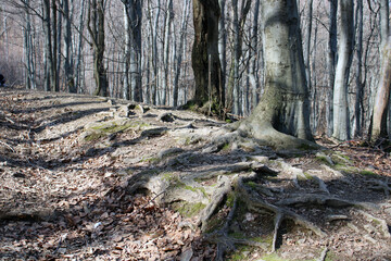 tree in the forest