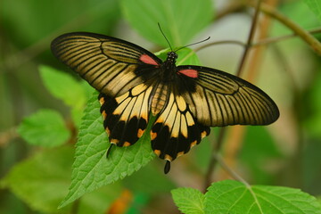 Great Yellow Mormon swallowtail butterfly, macro image of an exotic Asian insect.