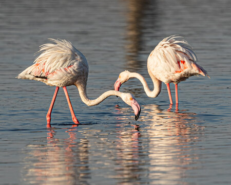 Pair of flamingo searching food in lake