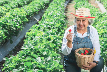 Asian elderly woman who is an organic strawberry farmer, holding and showing red strawberries which she haverted from her farm. to strawberry harvest seasoan and farmer concept.