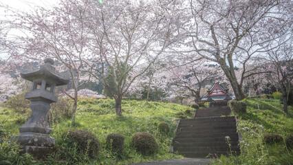 静岡県 興徳寺 富士山と桜と菜の花 - obrazy, fototapety, plakaty