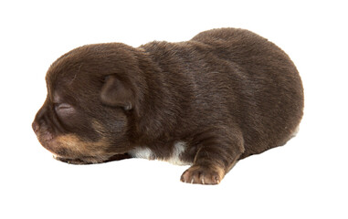 Chihuahua dog on white background