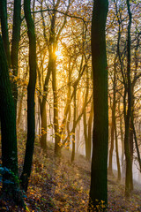 Strong sunlight shines through forest in mist in CHKO Ceske Stredohori.