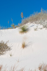 Yucca Plant in the White Sands
