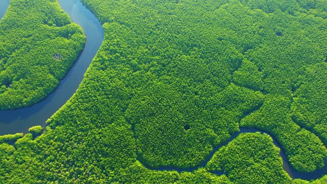 Discover the breathtaking beauty of Thailand's mangrove forest and meandering river from above with our 4K drone footage. natural green background. nature and ecosystem concept. Birds eye view
