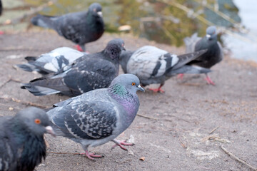 Wild urban birds on a freezing small lake