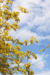 rama de árbol con hojas amarillas en invierno situadas en el lateral izquierda de la imagen y en el otro lado un cielo azul con nubes blancas