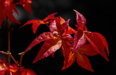 red autumn leaves