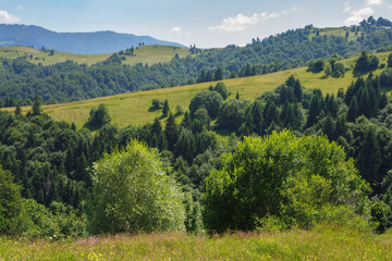 Fototapeta na wymiar carpathian countryside with forested hills. green landscape in mountains on a sunny summer day