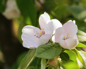 Obraz premium apple tree in blossom closeup. sunny weather in spring