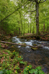 Fototapeta na wymiar brook in the woods among stones. outdoor nature scenery in spring. ecology and fresh water concept