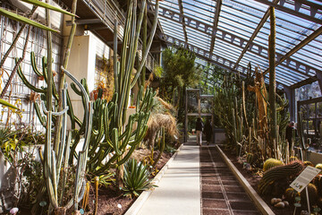Cactuses family A greenhouse of various cacti, succulents, tropical plants conservatory. Desert plant cultivation. Cactus thickets, shrubs, trees in glass house Green space indoors in botanical garden