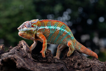 A Panther chameleon hanging on a tree trunk
