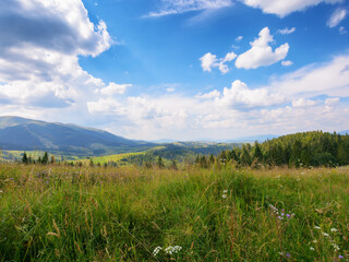 Fototapeta premium nature scenery with hills and meadows. rural valley in the distance. sunny forenoon in summertime. beauty of ukrainian carpathians