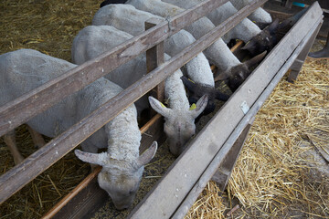 Sheep eating in their stable. France.