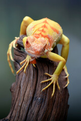 Albino iguana ( iguana iguana ) on a tree branch