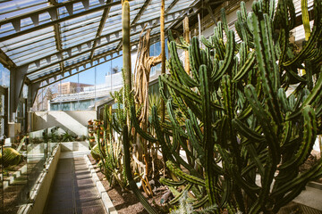 Fototapeta na wymiar Cactuses family A greenhouse of various cacti, succulents, tropical plants conservatory. Desert plant cultivation. Cactus thickets, shrubs, trees in glass house Green space indoors in botanical garden