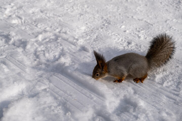 Squirrel stuck nose into the snow