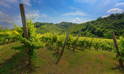 vineyard